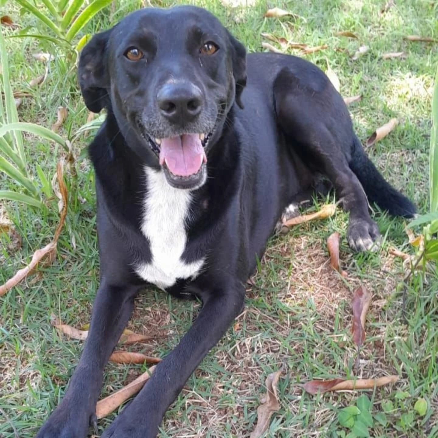 Foto da Safira